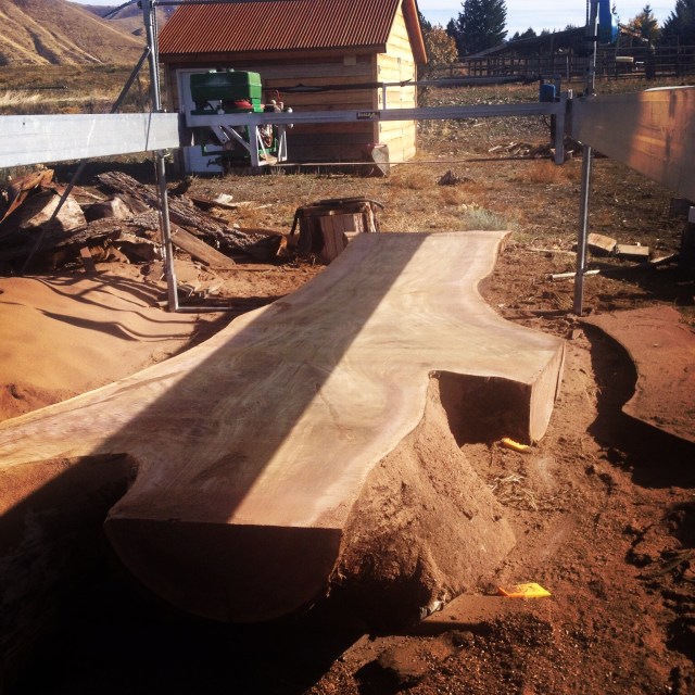 Just cut this 40" + wide Black Walnut for custom headboards!